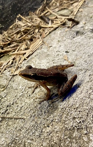 Amnirana nicobariensis