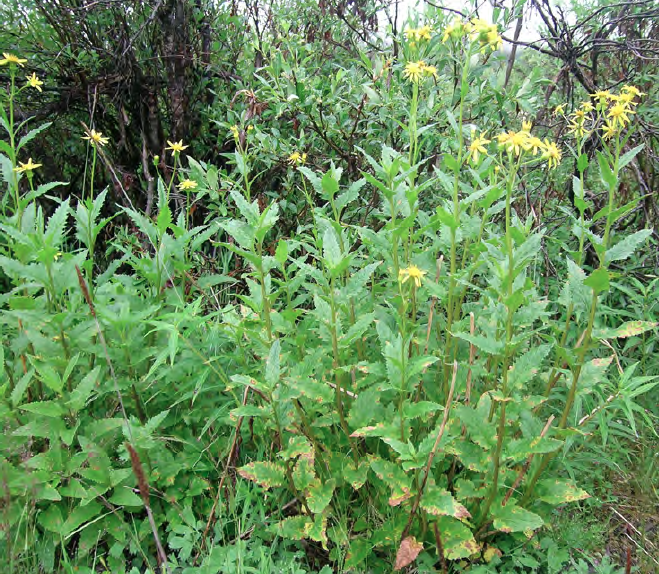 Mount Sheldon Ragwort (Yukon Species of Conservation Concern Guide ...