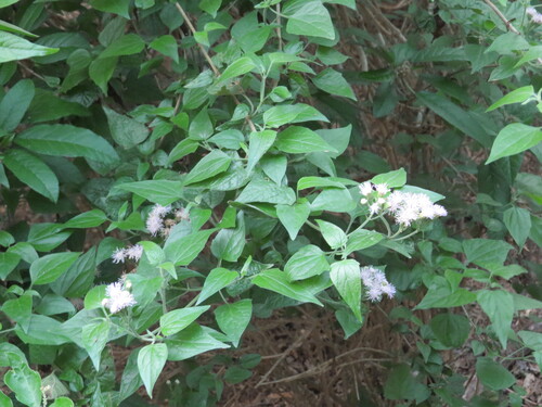 Tamaulipa azurea