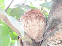 Megascops guatemalae