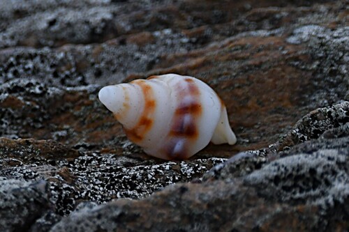 Buccinanops monilifer observed 2026-04-20