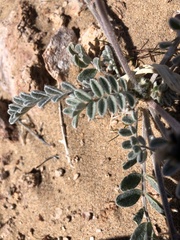 Astragalus tidestromii