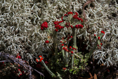 Cladonia arbuscula mitis