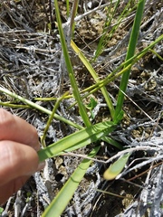 Hymenocallis palmeri