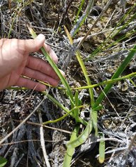 Hymenocallis palmeri