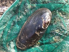 Elliptio fisheriana