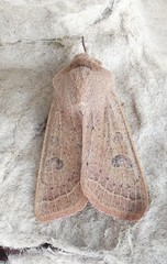 Orthosia gracilis