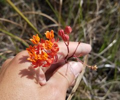 Asclepias lanceolata image