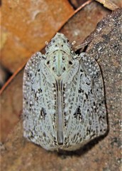 Flatoidinus punctatus