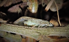 Flatoidinus punctatus