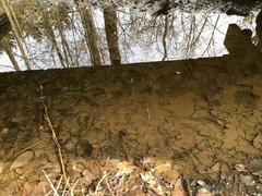 Umbra pygmaea