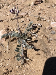 Astragalus tidestromii