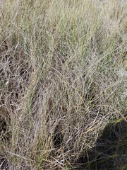 Paspalum monostachyum