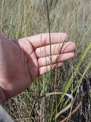Paspalum monostachyum