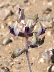 Astragalus tidestromii