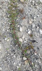 Eremochloa ophiuroides