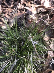 Cardamine concatenata