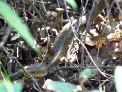 Gerrhonotus liocephalus