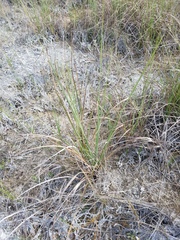 Cladium mariscus jamaicense