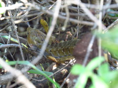 Gerrhonotus liocephalus