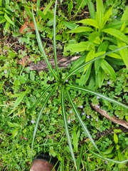 Crocus neapolitanus