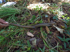 Gerrhonotus liocephalus