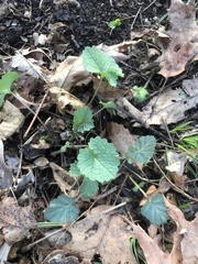 Cardamine concatenata