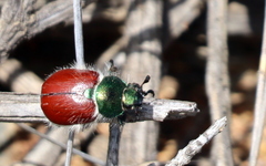 Paracotalpa