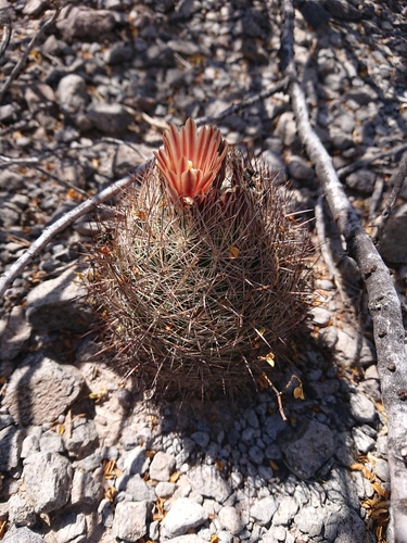 Echinomastus durangensis