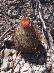 Echinomastus durangensis