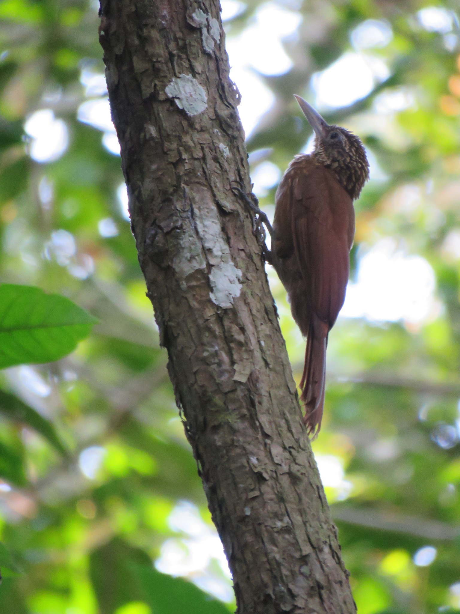 Elegant Woodcreeper (Xiphorhynchus elegans), photo 4