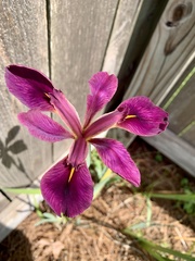Iris × vinicolor