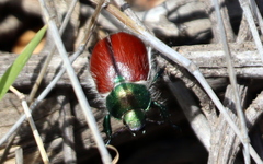 Paracotalpa