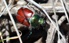 Paracotalpa