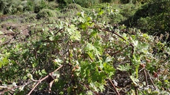 Vitis girdiana