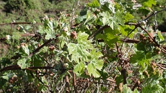 Vitis girdiana