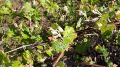Vitis girdiana