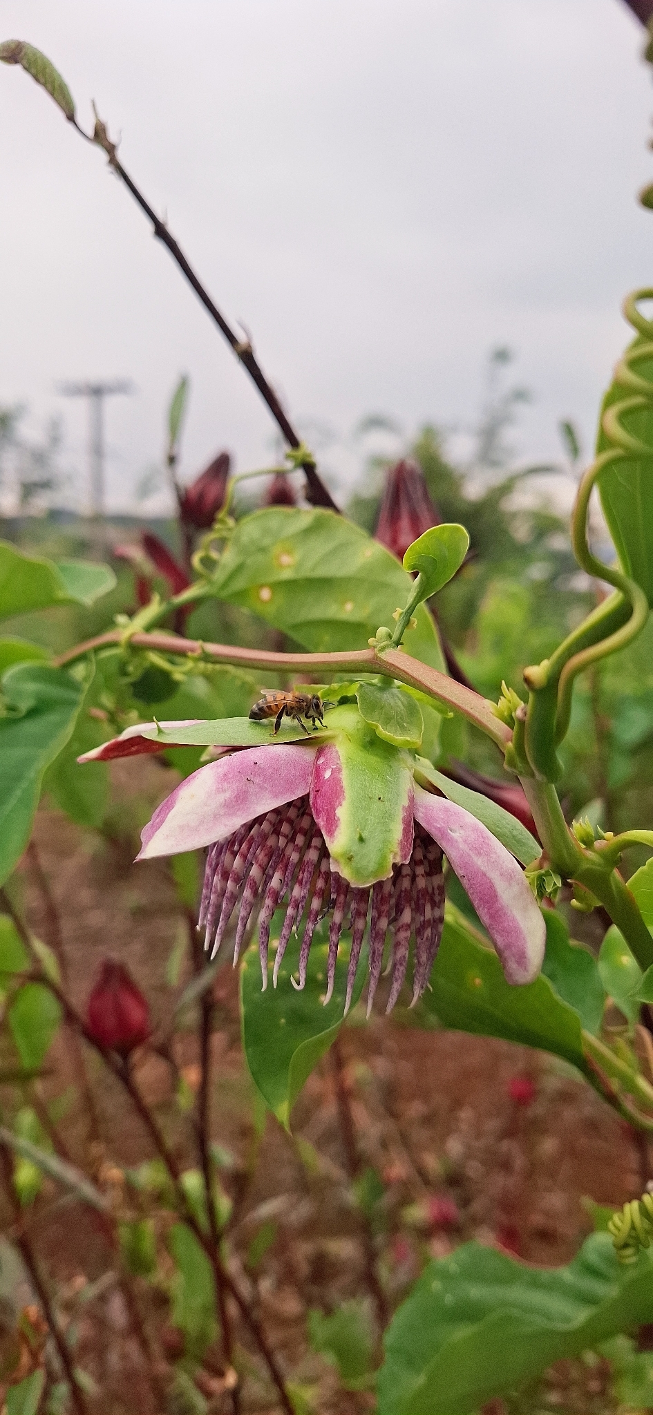 Passiflora alata