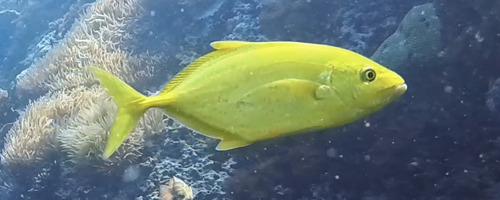 Flavocaranx bajad