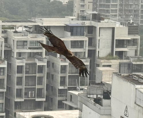 Black Kite