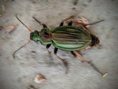 Carabus auratus