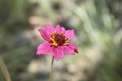 Cosmos ramirezianus