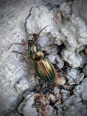 Carabus auratus