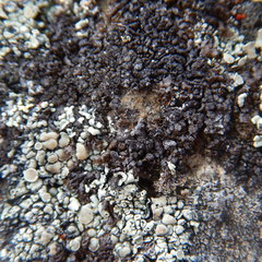 Montanelia sorediata