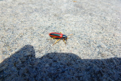 Strongylium limbatum