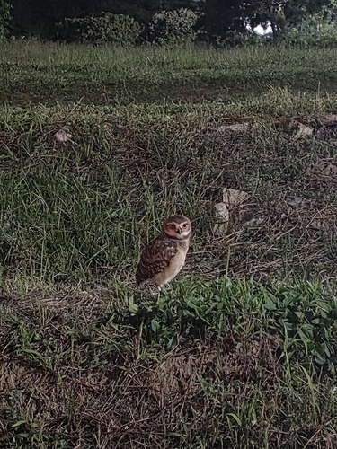 Burrowing Owl