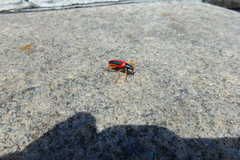 Strongylium limbatum