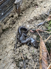 Ambystoma jeffersonianum