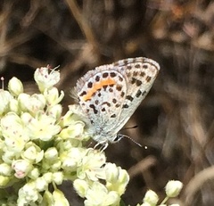 Euphilotes bernardino