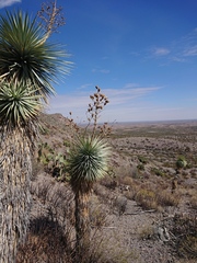 Yucca rigida